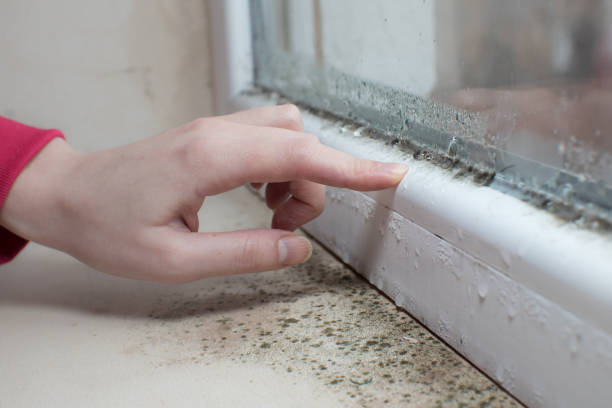 Best Crawl Space Mold Remediation  in North Grosvenor Dale, CT